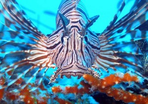 Lionfish-4