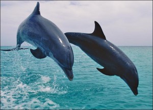 dolphin-picture